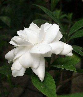 常见温室花卉50种.