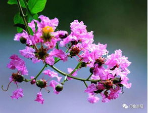 阜阳 市花 开始评选 10种候选花,你支持哪一种 快来投票啦