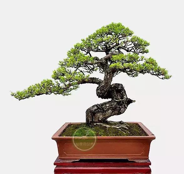 马尾松做盆景,难得的良材