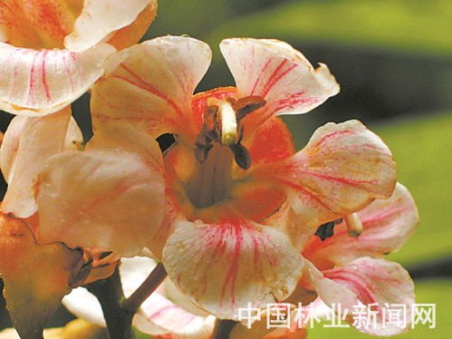 林草辉煌70年