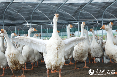 11定远卤鹅肉质肥美,都是选自当地的大白鹅作为主料。人民网记者 陶涛摄